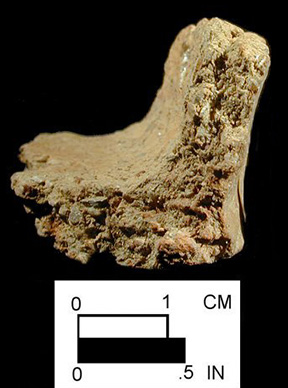Dames Quarter cross-section of base sherd from the Kimmel Collection, Delaware-Courtesy of the Delaware State Museums.